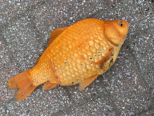 Goldfish (Carassius auratus) — Cyprinidae — 3