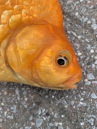 Goldfish (Carassius auratus) — Cyprinidae — 4