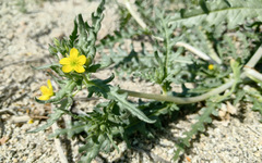 Mentzelia affinis