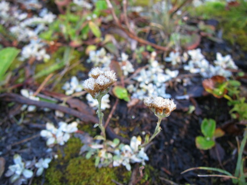 Rocky Mountain pussytoes (Antennaria media)