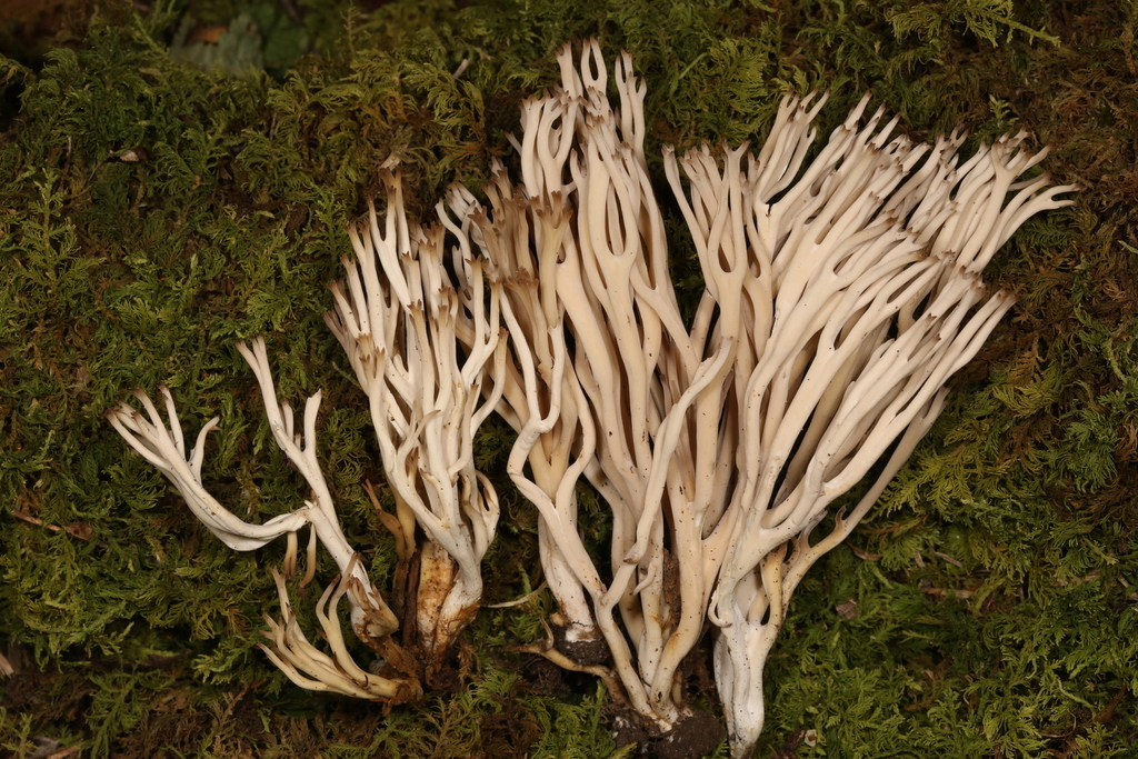 Clavulinopsis sp. 'PA02'