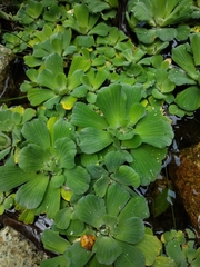 Pistia