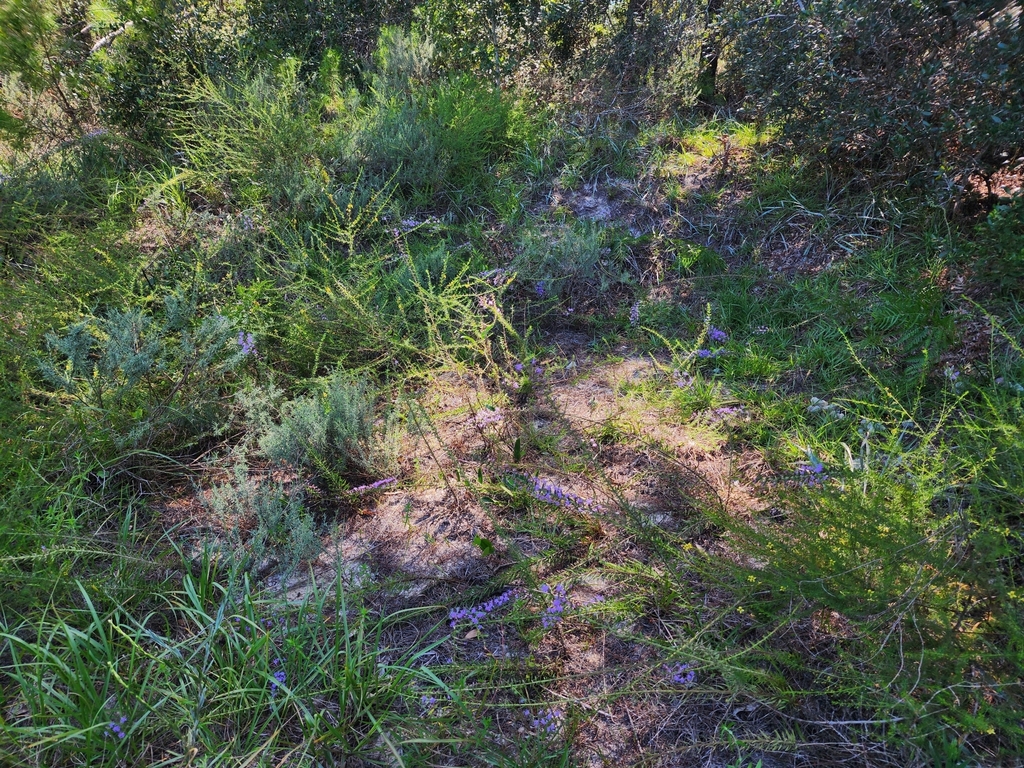 Liatris provincialis; photograph (c) Scott Allen Davis, some rights reserved (CC BY)