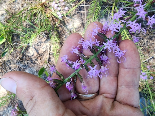 Image of Liatris provincialis by (c) Scott Allen Davis, some rights reserved (CC BY)
