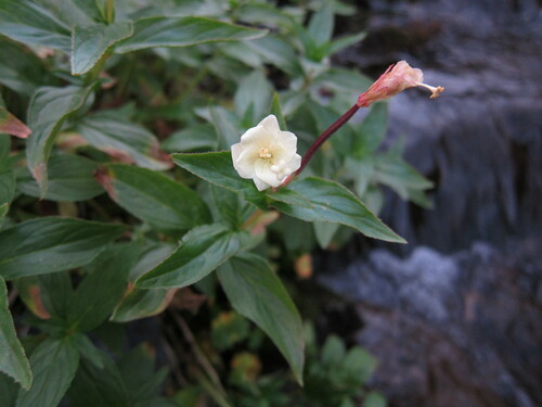 Image of Epilobium luteum by (c) Timothy McNitt, some rights reserved (CC BY)