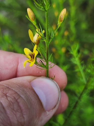 Image of Seymeria cassioides by (c) Scott Allen Davis, some rights reserved (CC BY)