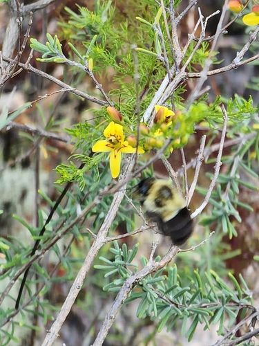 Image of Seymeria cassioides by (c) Scott Allen Davis, some rights reserved (CC BY)