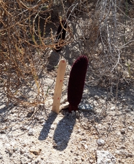 Cynomorium coccineum