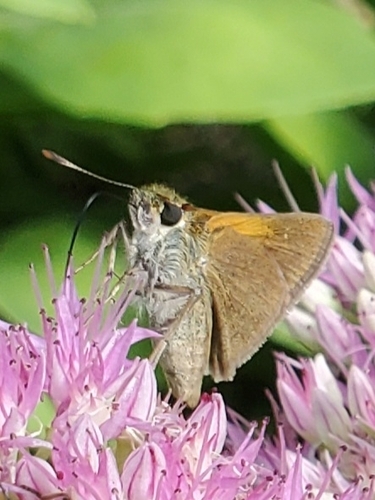 Tawny-edged Skipper photo 3