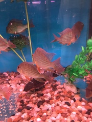 Geophagus altifrons