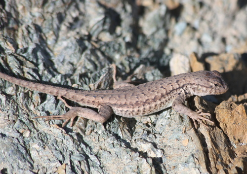 Sceloporus graciosus