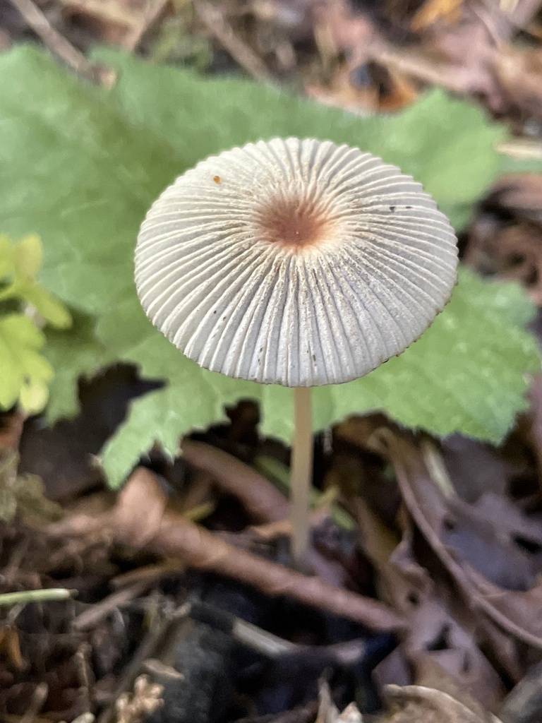 Parasola sp. 'neoplicatilis-PNW01'