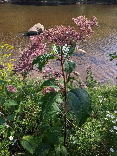 Eutrochium fistulosum