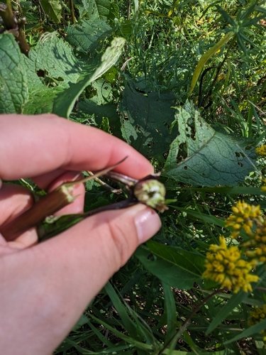 Eutrochium fistulosum