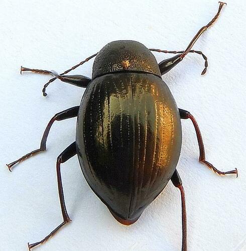 Contracted Darkling Beetle photo 3