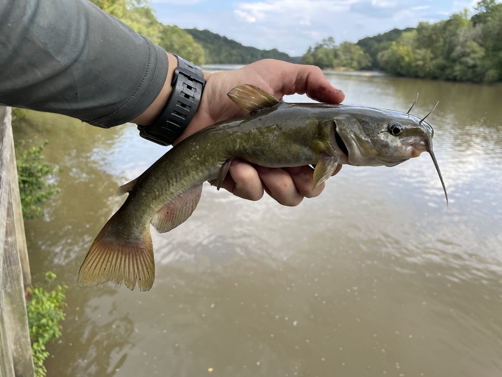 Snail bullhead (Ameiurus brunneus) — Ictaluridae