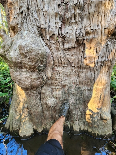 pond cypress (Taxodium ascendens)