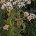 Upland Boneset - Photo (c) Michael R Ostrowski, some rights reserved (CC BY-NC), uploaded by Michael R Ostrowski