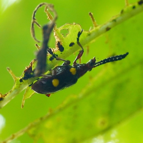 Lilioceris miwai, 2023-08-05