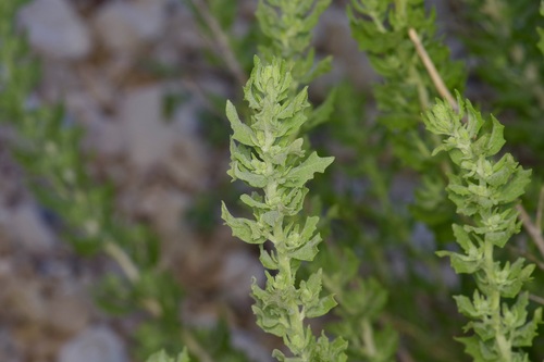 Leafy brickellbush (Brickellia dentata)