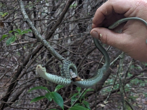 Common Garter Snake photographed in West Virginia