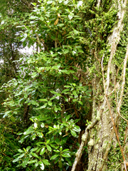 Coprosma lucida lucida