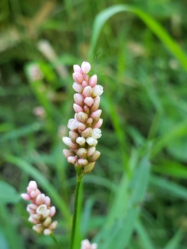 Persicaria maculosa iNat (2)