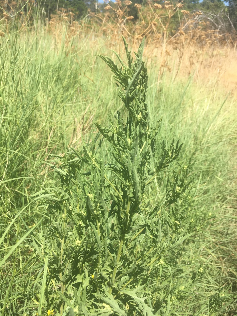 western ragweed from Austin, TX, USA on September 7, 2023 at 12:07 PM ...