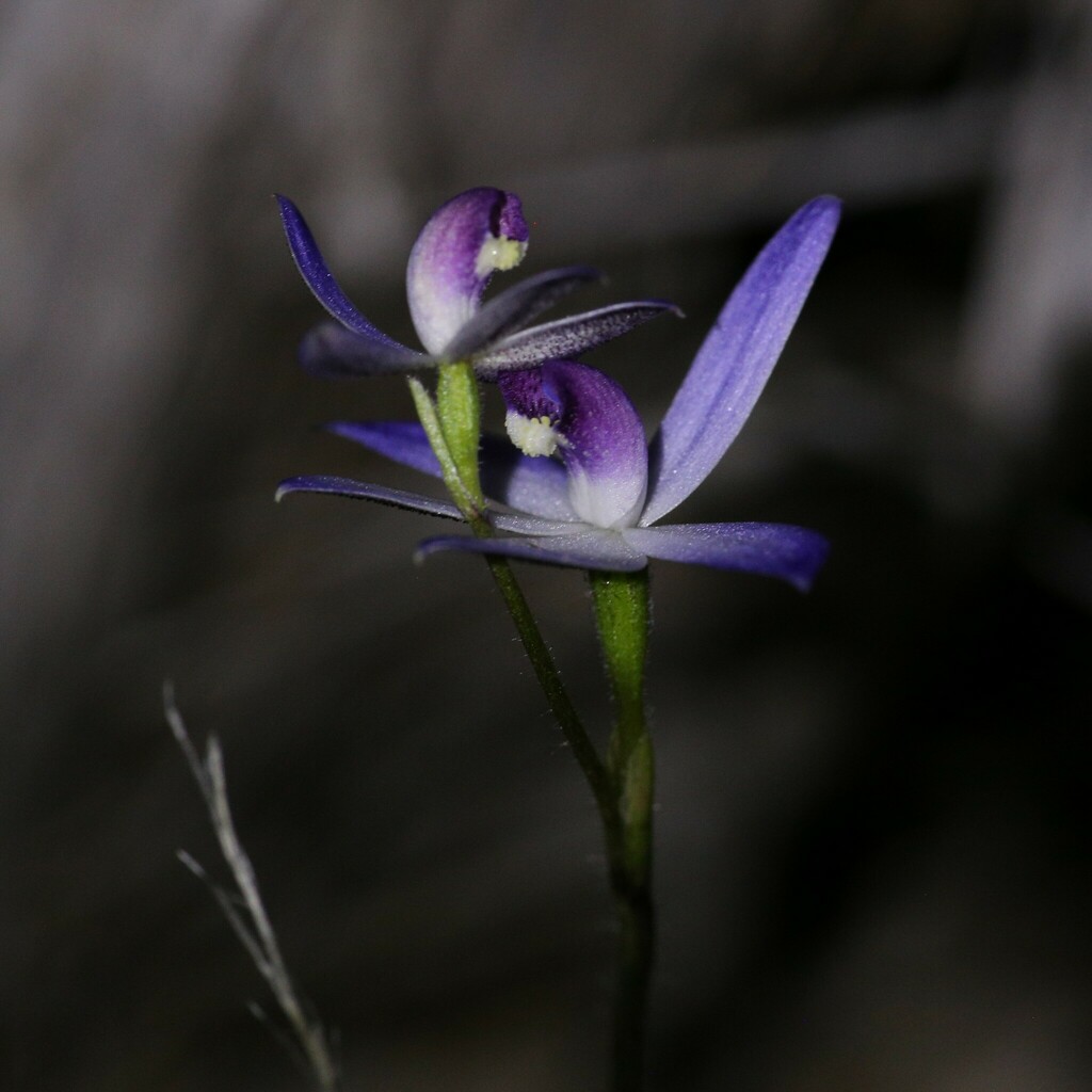 Caladenia amplexans