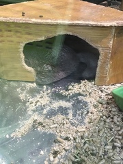 Chinchilla