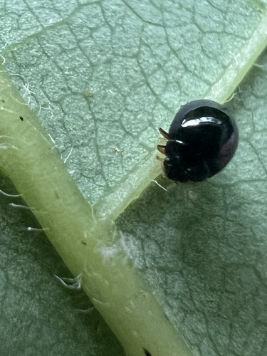 Whitefly Destroyer photo 5