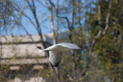 Larus brachyrhynchus