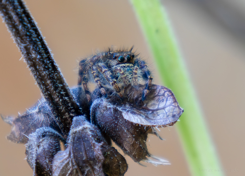 Bold Jumping Spider photographed in Alabama