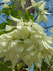 Mussaendeae