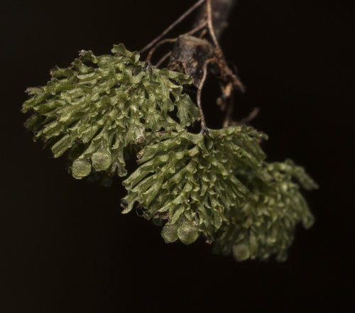 Image of Hymenophyllum darwinii by (c) Pablo Silva, some rights reserved (CC BY)