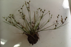Juncus bufonius