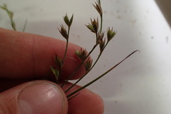 Juncus bufonius