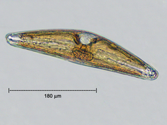 Cymbella
