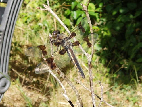 Eight-spotted Skimmer photo 4