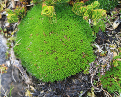 Colobanthus squarrosus squarrosus