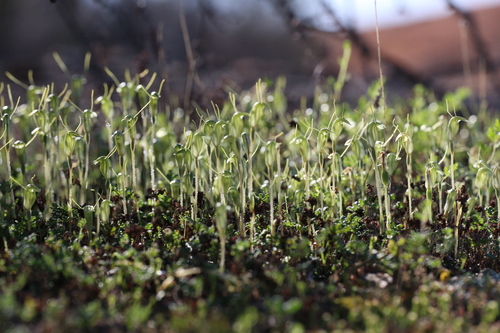 Image of Pterostylis setulosa by (c) Hugo Innes, some rights reserved (CC BY)
