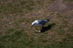 Larus brachyrhynchus