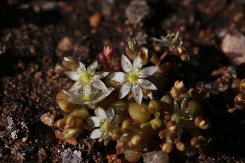 Image of Calandrinia granulifera by (c) Hugo Innes, some rights reserved (CC BY)