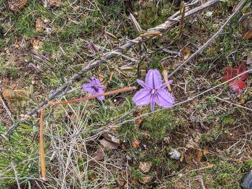 Image of Thysanotus manglesianus by (c) David Thompson, some rights reserved (CC BY)