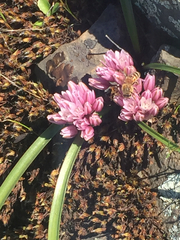 Allium cratericola