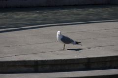 Larus brachyrhynchus