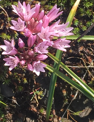 Allium cratericola
