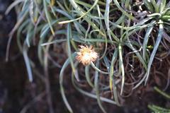 Celmisia major major