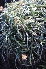 Celmisia major major