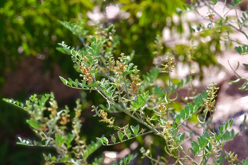 Image of Indigofera lindheimeriana by (c) Michelle W. （鍾偉瑋）, some rights reserved (CC BY)